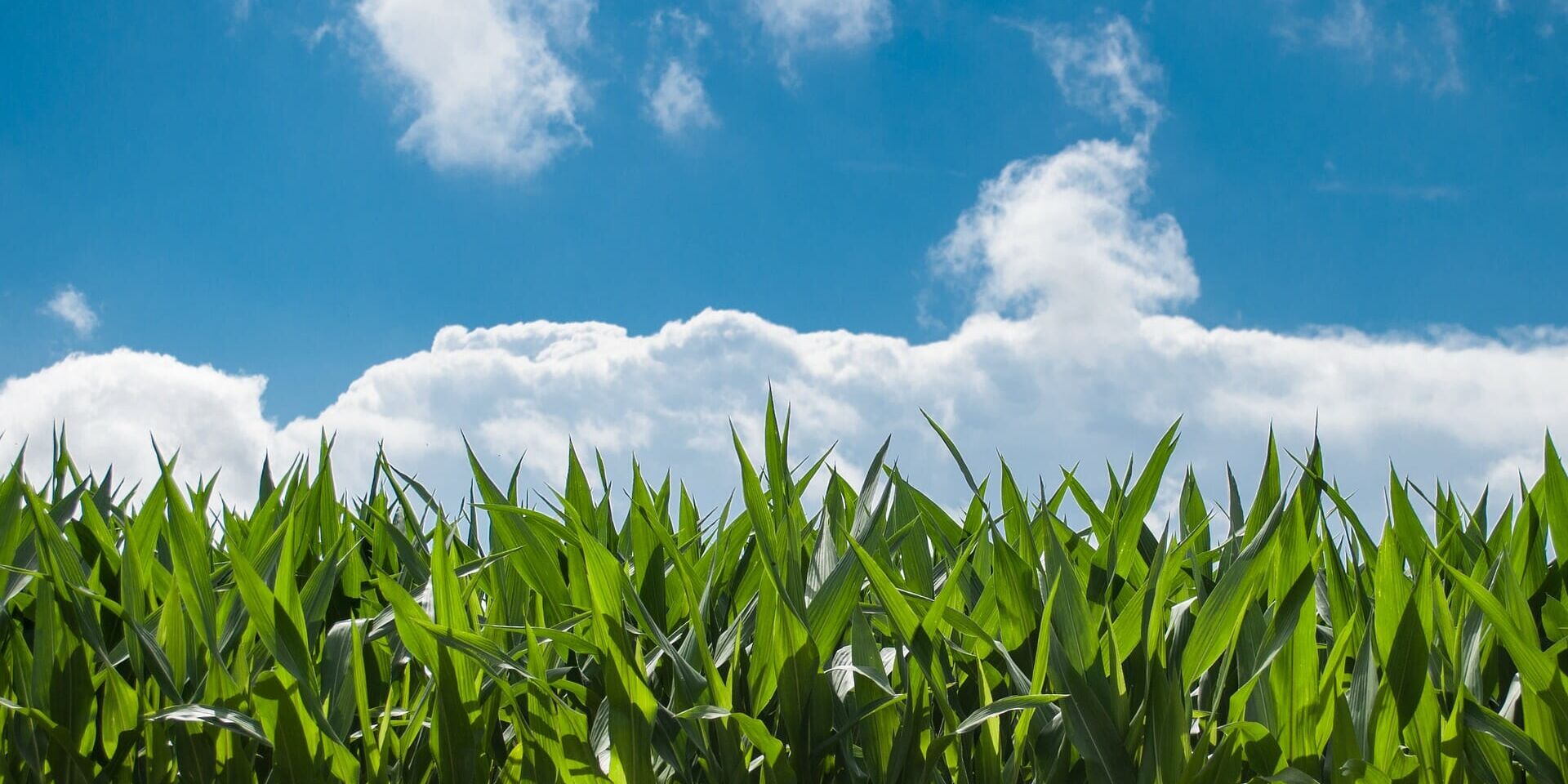 corn-field-g4320e1b38_1920