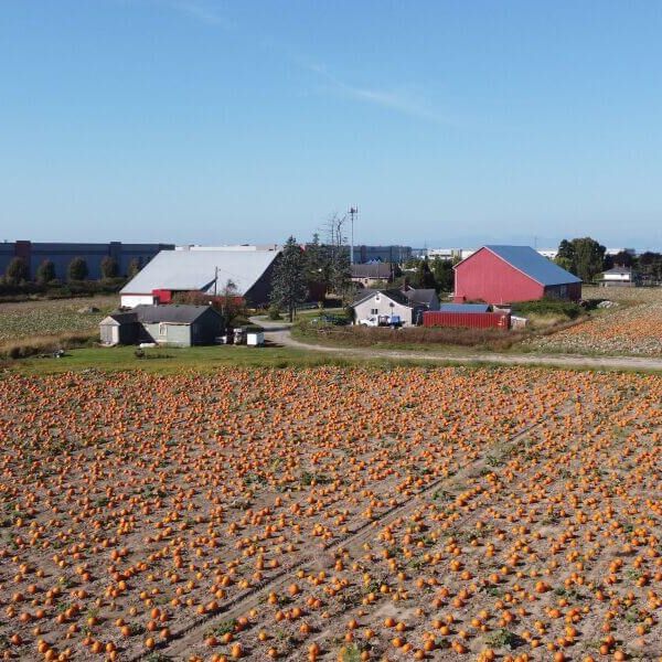 Farm House in Pumpkin Patch
