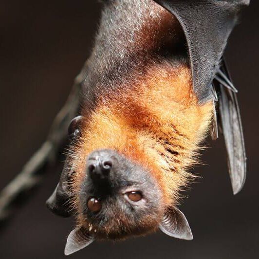 bat